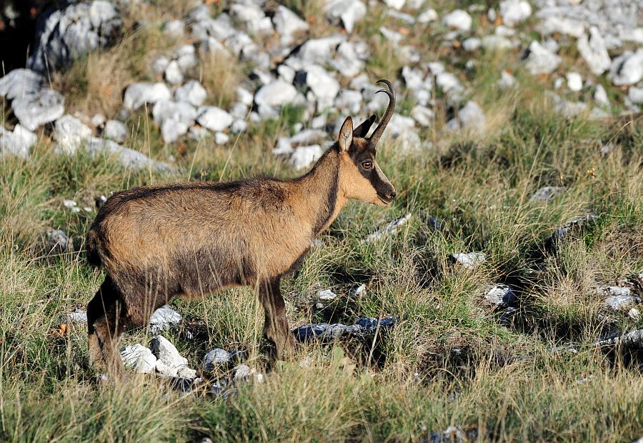 Camoscio d''Abruzzo Rupicapra pyrenaica ornata